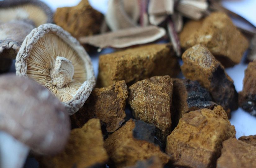Chaga